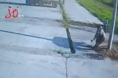 1200多斤大黄牛被送往屠宰场后突然发疯，见人就追，见车就撞！民警果断开枪图片