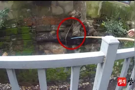 长蛇张着大嘴盘踞树上吓坏居民，民警接报赶到确认是死蛇图片