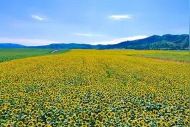 醉美巩留｜万亩“阳光”等你来相遇图片