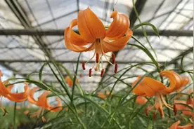 兰州七里河：“小百合”撬动精准扶贫“大产业”图片