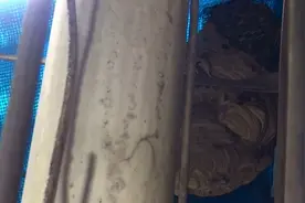 马蜂成了屋檐下“常客”该怎么办？夏季要当心这些动物图片