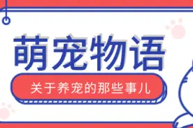 书架上飞檐走壁，沙发暗藏猫通道……“人宠共用”之家可以多可爱？图片