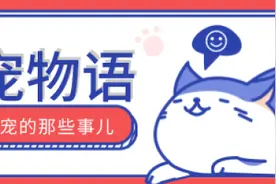 书架上飞檐走壁，沙发暗藏猫通道……“人宠共用”之家可以多可爱？图片