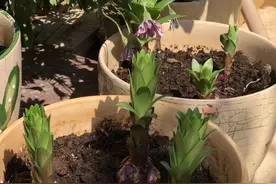 杂草的世界，每个它都有自己的名字图片