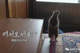 家养丁满什么画风？偷鸡摸狗上房揭瓦，连喵星人都被带跑偏了图片