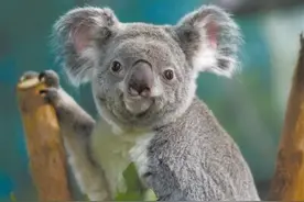 大汉身萝莉音 动物界也有“声优”图片