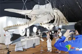 日本鲸鱼镇展出大型抹香鲸骨架图片