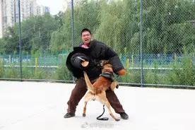 亦“敌”亦友！助训员每年被警犬扑咬千次图片