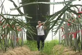 菏泽市巨野县：“一果多用”火龙果种植特色多图片