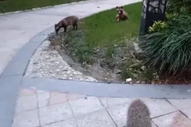 松江一小区野生貉成群结队出现，原因耐人寻味？图片