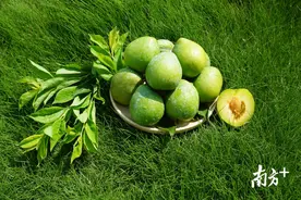 小奈李、大产业！仁化县平甫村奈李成脱贫“致富果”图片