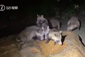 眼冒绿光！上海一小区几十只野生貉与猫抢食：人工投喂致种群数量失控视频封面