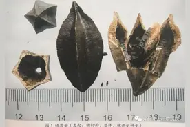 亦花亦药开脾胃，驱虫消积使君子图片