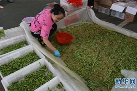 江苏灌云：变害为宝 打造豆丹特色产业图片