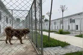 滨城区犬只收容救助中心可容纳1600只犬 饲养区全封闭管理图片