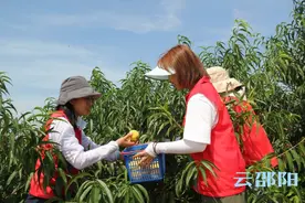 李子塘村的黄桃熟了图片