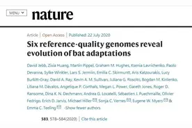 蝙蝠如何扛住新冠等“多重夹击”？科学家破译了它的基因图片