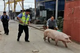 治庸·铁军丨玉溪江川：“二师兄”落单逛马路 民警赶猪找主人图片