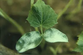 图文识病 | 瓜类白粉病的今与昔图片