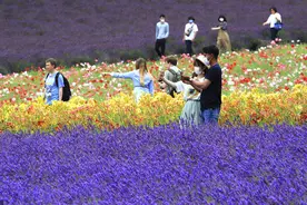 美如画卷！日本北海道薰衣草花海盛开绽放图片