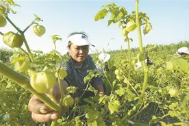 黄菇娘变身乡村致富“金豆子”图片