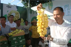 湛江榴莲味菠萝蜜受热捧图片