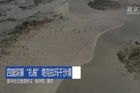 四翅滨藜“扎根”塔克拉玛干沙漠视频封面