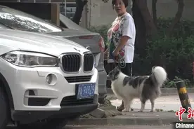 上海开展养犬行为专项整治 当场可处50元以下罚款图片