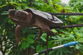 市民路边捡到一只龟 竟是国家一级保护野生动物图片