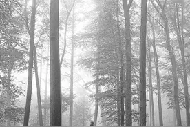 无预警发专辑！霉霉新专辑上线1小时双平台销售登顶图片