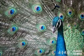 孔雀开屏，绚丽多姿图片