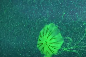 在宝山也能看到形态各异的水母？这家水母馆即将免费对外开放图片