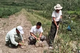 甘肃静宁大蒜滞销何以“解销愁”？扶贫助农“蒜”我一份图片