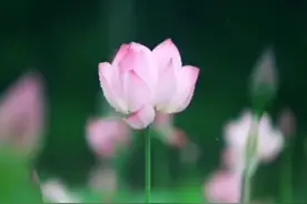 这个季节的湖南，“荷”色生香图片