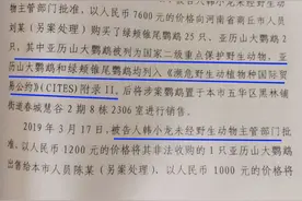 售卖2只鹦鹉被认定出售濒危野生动物，男子一审获刑6年图片