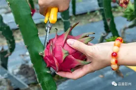 熟了！葛仙山这家火爆全城的火龙果园现摘现卖，快快来尝图片
