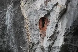 我国首次！广西恩城保护区拍到冠斑犀鸟在喀斯特崖壁上筑巢产子全过程图片