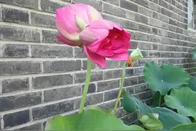 双喜临门，荷花娘娘又生双胞胎啦！图片