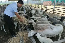 尉氏县大马乡依靠扶贫基地建设鼓起贫困群众钱袋子图片