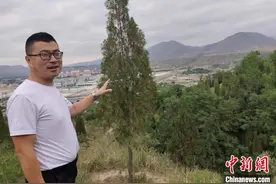 兰州父子接力植树二十载：黄河岸边荒山“披”绿装图片