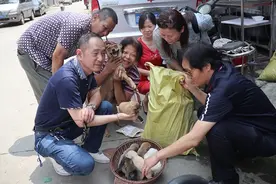 新闻追踪丨真幸运！雨夜落仔的一窝狗狗有了新主人图片