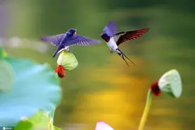 唯美！北京什刹海湿地荷塘燕子喂雏忙图片