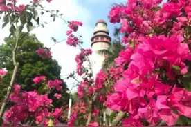 周末避暑打卡花海，厦门这些公园值得一去「组图」图片