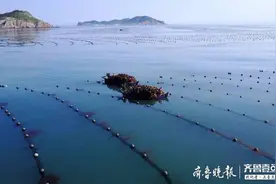 航拍渤海深处的海带天堂-大钦岛图片