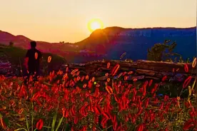 沂蒙夜晚抓蝎子图片