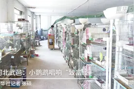 河北武邑：小鹦鹉唱响“致富经”视频封面