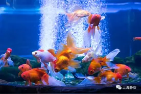 金鱼真的会因为不停吃，而撑死吗？图片