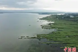 “治污还水”：贵州最大淡水湖草海化身“候鸟天堂”图片