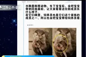 你晚上睡觉时，猫都在干啥？来看看摄像头下凶萌的猫咪！