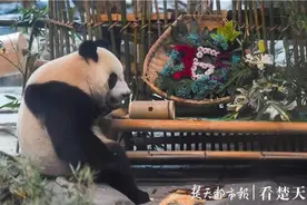 进食前玩“躲猫猫”，竹躺椅掰一天就垮，雅安大熊猫来汉一年玩得乐不思蜀图片